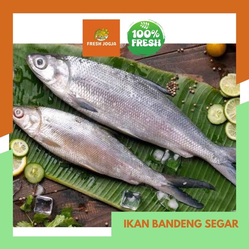 

Ikan Bandeng Segar per 500gr | Fresh Jogja