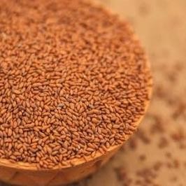 

Garden Cress Sees Grosir - Biji Selasih Merah