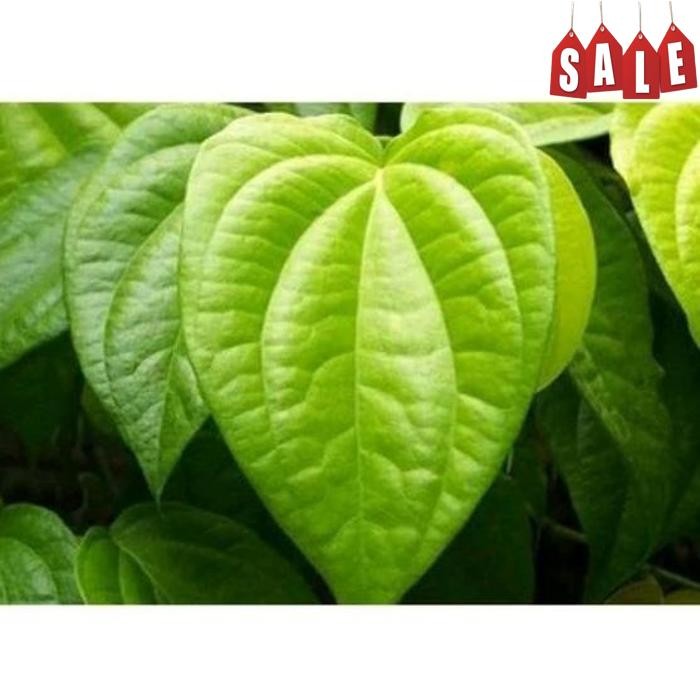 

Harga Terjangkau (100 Lembar) Daun Sirih Segar Daun Herbal Daun Herbal Segar