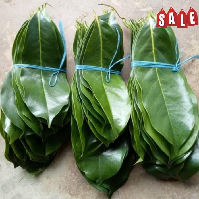 

Aman Terbaik Daun Sirsak Segar 100 Gram Daun Herbal Kalimantan