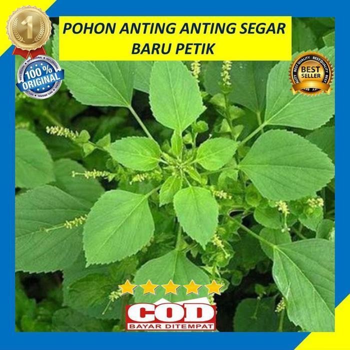 

Hemat Daun Anting Anting 200 Gram Anting Putri Segar Obat Herbal Daun Herbal