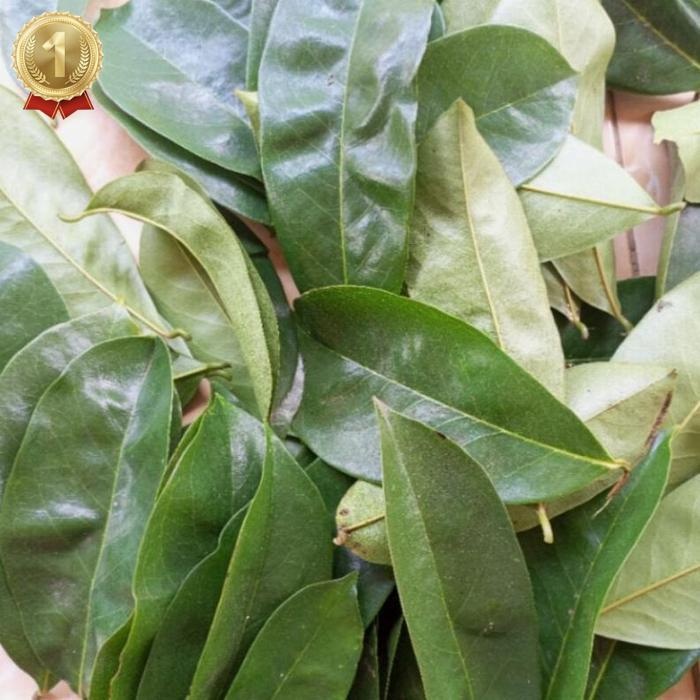 

Cod Daun Sirsak Segar | Langsung Petik | Daun Sirsak Segar 100 Lembar Lebih Daun Herbal Kering