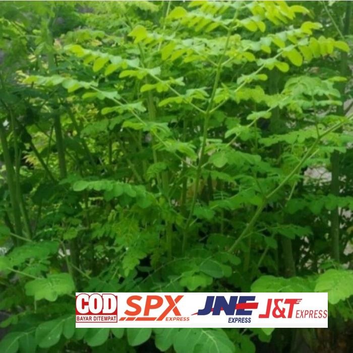 

Good Quality Daun Kelor Segar 200Gram Anti Kanker Dan Stres Daun Herbal Segar