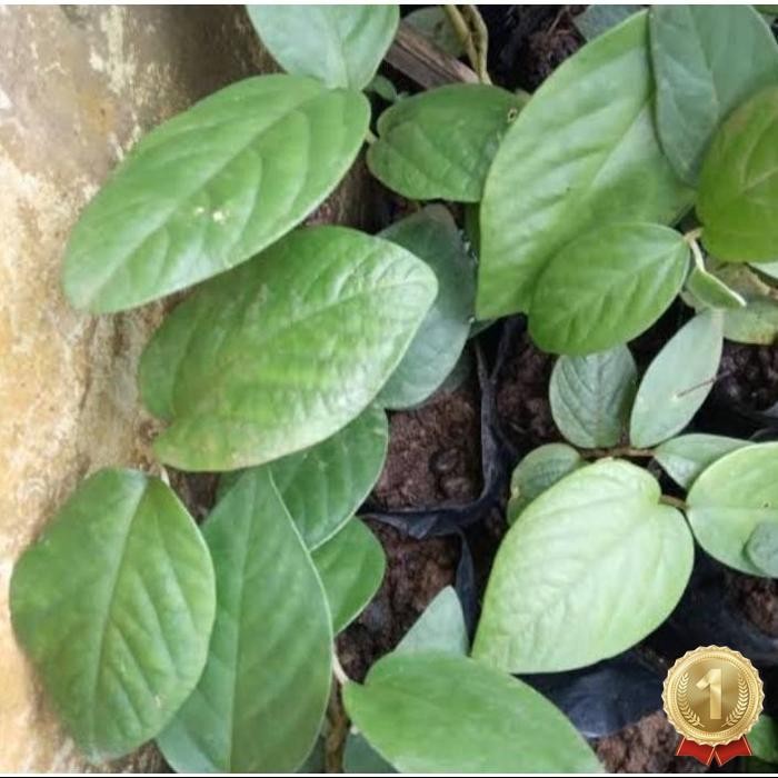 

Bahan Terbaik Herbal Daun Singa Depa Fresh 250Gram Daun Herbal Alami