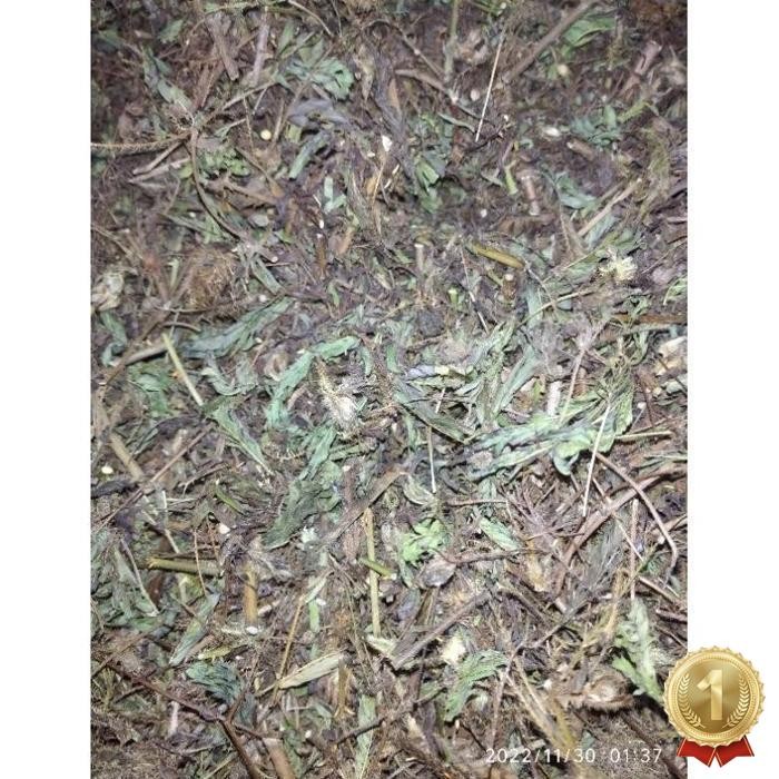 

Kualitas Tertinggi 50Gr Daun Putri Malu Kering Putrimalu Bahbangun Jamuherbal Daun Herbal Kering