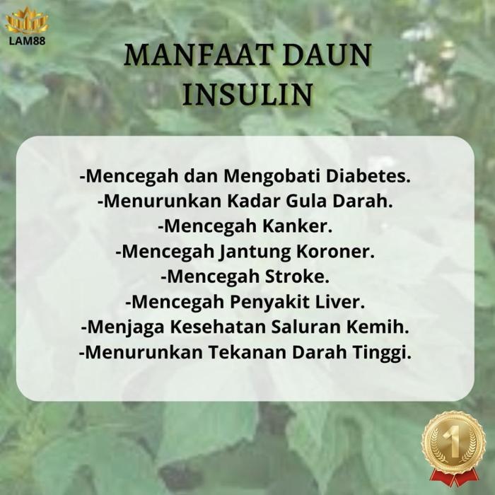 

Good Quality Daun Insulin Kering - Herbal Untuk Diabetes Daun Herbal Segar