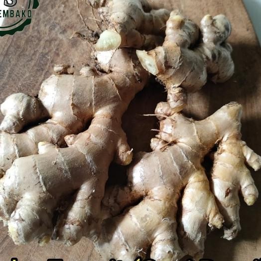 

Jahe Emprit Segar 1Kg Bersih