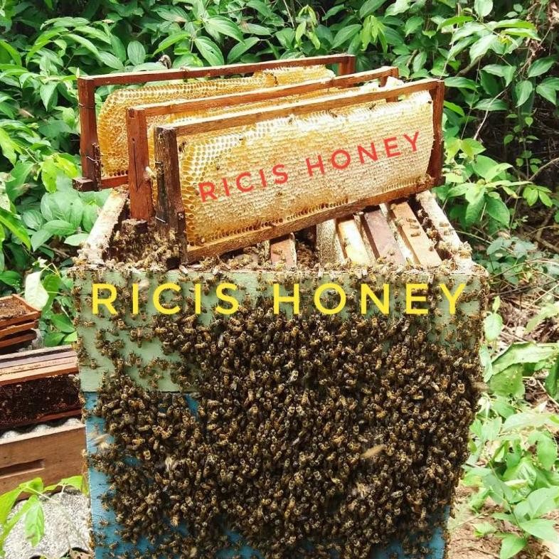 

Ori [[500 Gram ]] Madu Sarang Madu Multiflora Madu Randu Madu Kaliandra Madu Hitam Pahit Madu Bawang Lanang Madu Sarang Madu Murni Honeycomb Madu Ricis Madu Mentah Grosir