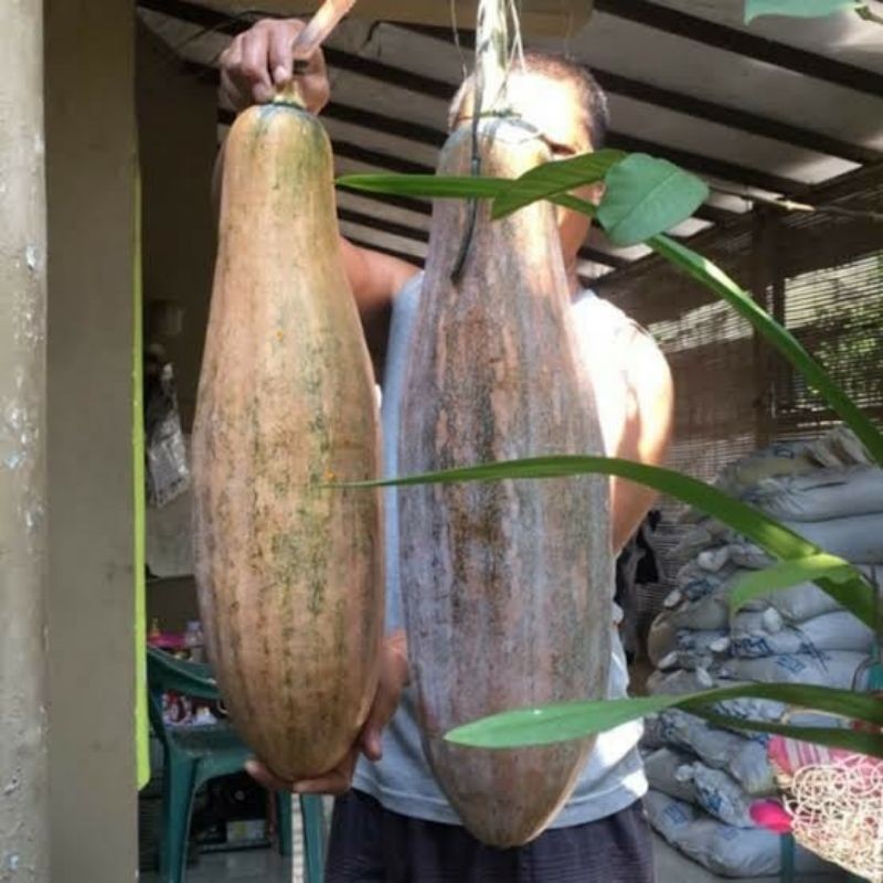 Benih-biji labu kuning lonjong unggul -10 biji