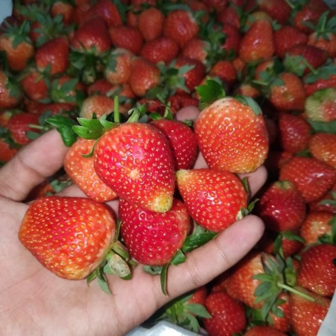 

Strawberry segar tiap pagi hari 1kg