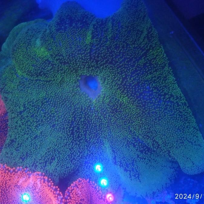 NEON GREEN HADDONI CARPET ANEMONE/ANEMON KARPET HIJAU NEON 30 - 40CM 0210T