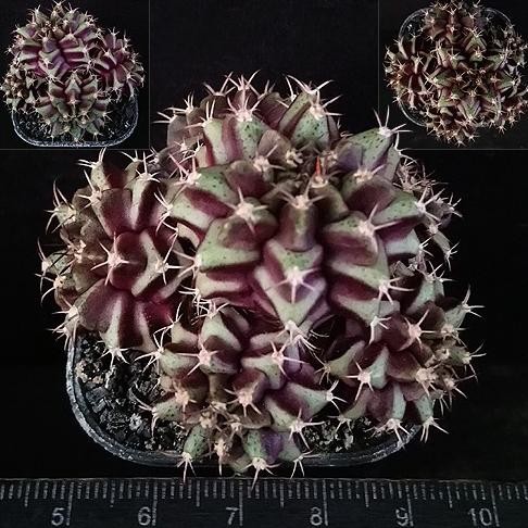 GYMNOCALYCIUM MIHANOVICHII 'PURPLE NEBULA' CLUSTER, SUKULEN KOLEKSI 0310T