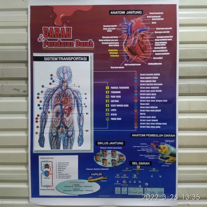 

Terlaris Alat Praga Poster Anatomi Jantung, Darah & Peredaran Darah SALE