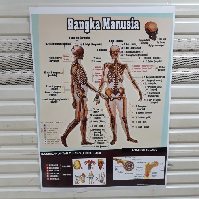

Terlaris Poster Alat Peraga Rangka Manusia SALE