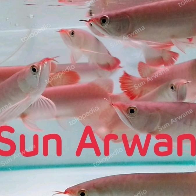 Arwana Super Red Asli terbaik gen chili blood