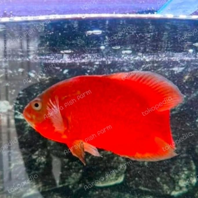 Ikan Oscar Red Chili Merah Merona Size 9-20cm / Ikan Hias / Predator