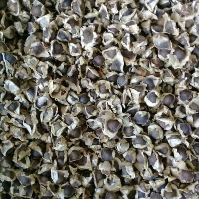 

Terlaris Biji Kelor 1 kg kualitas ekspor SALE