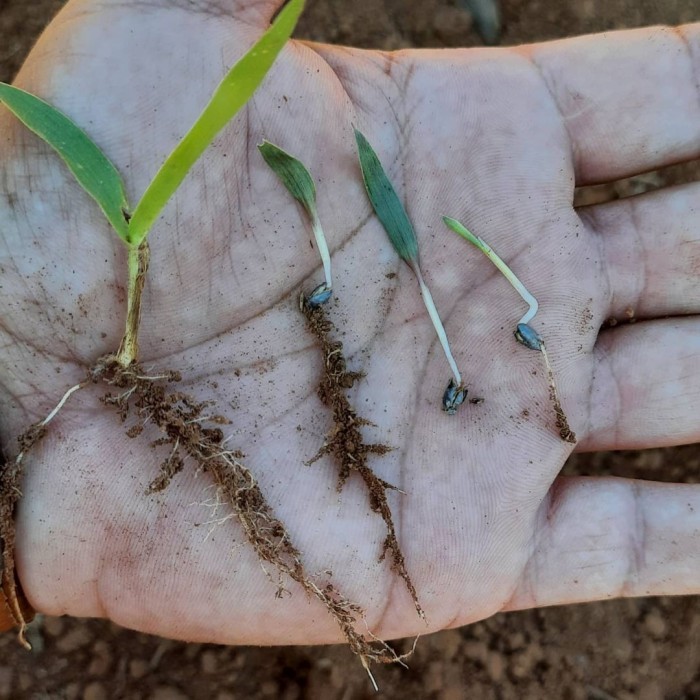 arr Benih biji rumput pakan ternak 1kg/rumput pakan sapi/kambing