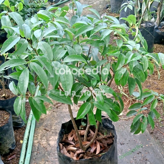 ris bibit unggul pohon buah leci cangkok
