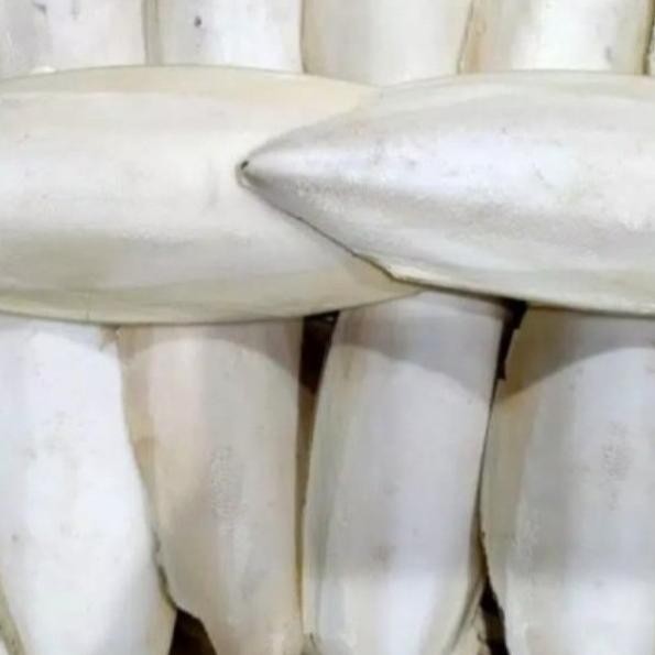 Sotong 1Kg Tulang Sotong Suntung Kering Makanan Burung Lovebird Perkut