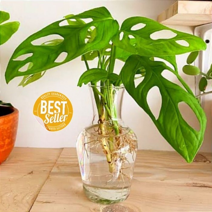 VAS BUNGA KACA BALON MINI GUCI AESTHETIC DEKORASI DRIED FLOWER