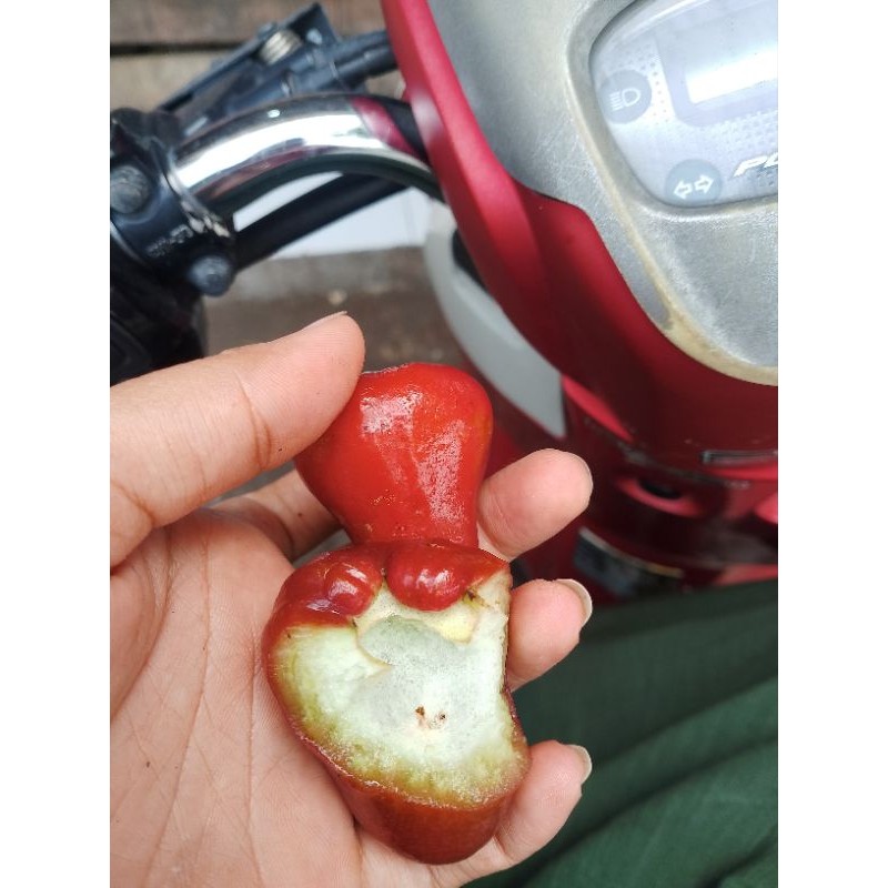 

jambu lilin rujak atau jambu merah tergantung readynya