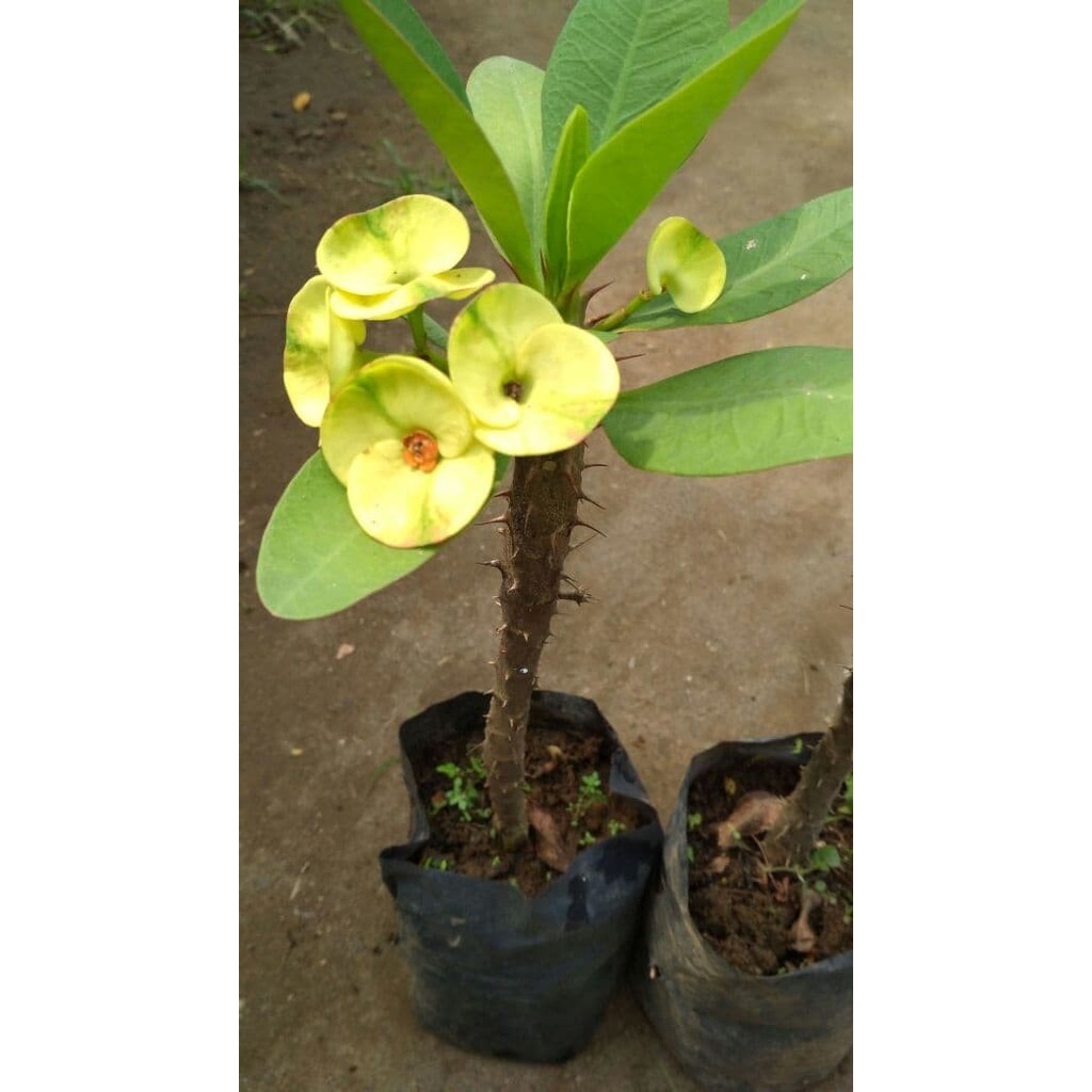 Bibit Bunga Euphorbia