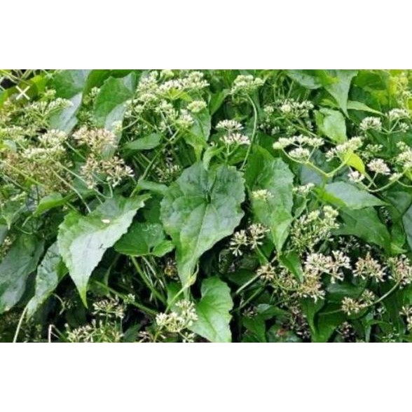 

daun sembung rambat per 500gr *