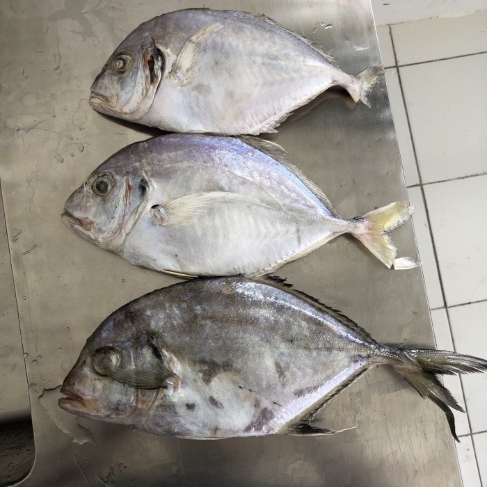 

Ikan kuwe rambe segar ukuran 1 kilogram