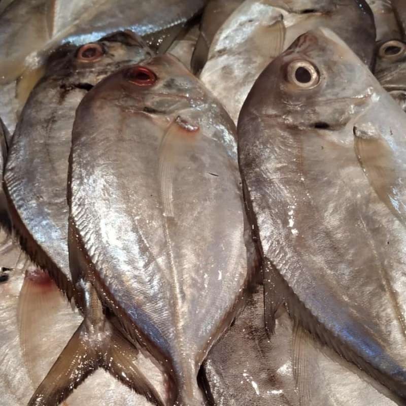 Ikan kuwe gt segar ukuran 1 kilogram