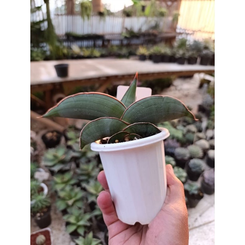 sansevieria banana size besar KAKTUS SUKULEN TANAMAN HIAS