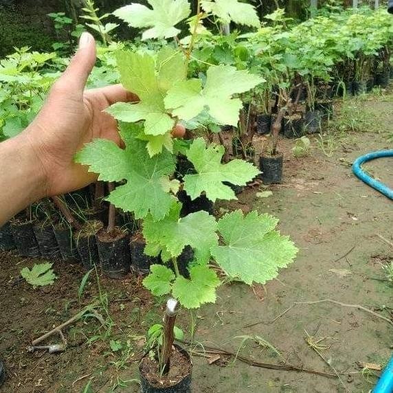

Bibit Tanaman Buah anggur transfuration Grafting Import MMU