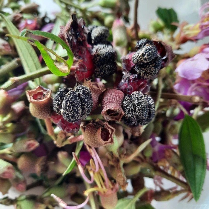 

Buah Harendong Matang Segar 100 gram COD