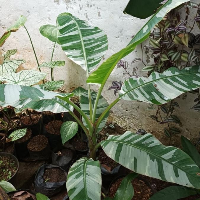 Bibit Tanaman Hias Buah Pisang Varigata Cantik dan Unik