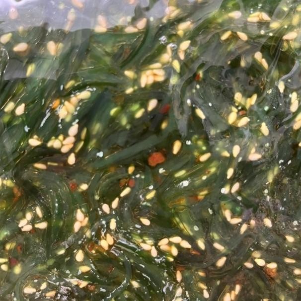 

Chuka Wakame 2Kg - Salad Rumput Laut Seaweed Aroma Wijen Jepang Frozen