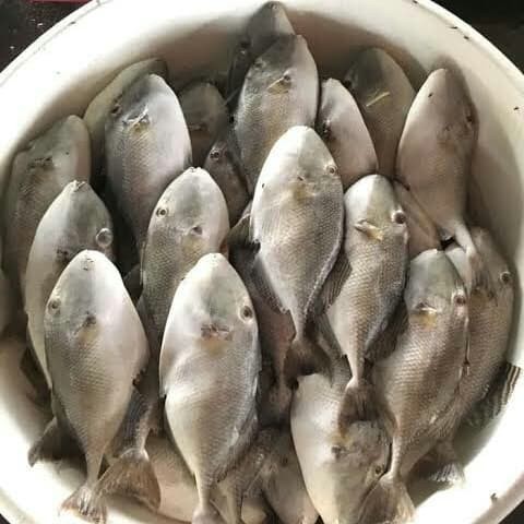 

Ikan Ayam Ayam Fresh , Segar