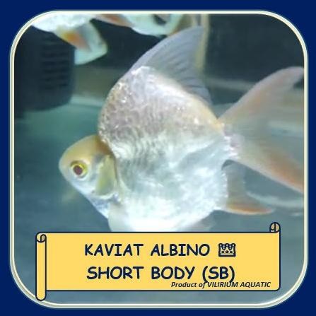 IKAN HIAS AIR TAWAR - KAVIAT ALBINO SHORT BODY (SB) KING Terlaris