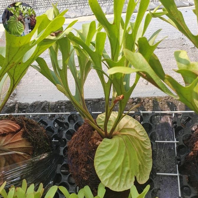 TERLARIS - PLATYCERIUM RIDLEYI / SIMBAR MENJANGAN / TANDUK RUSA KALIMANTAN