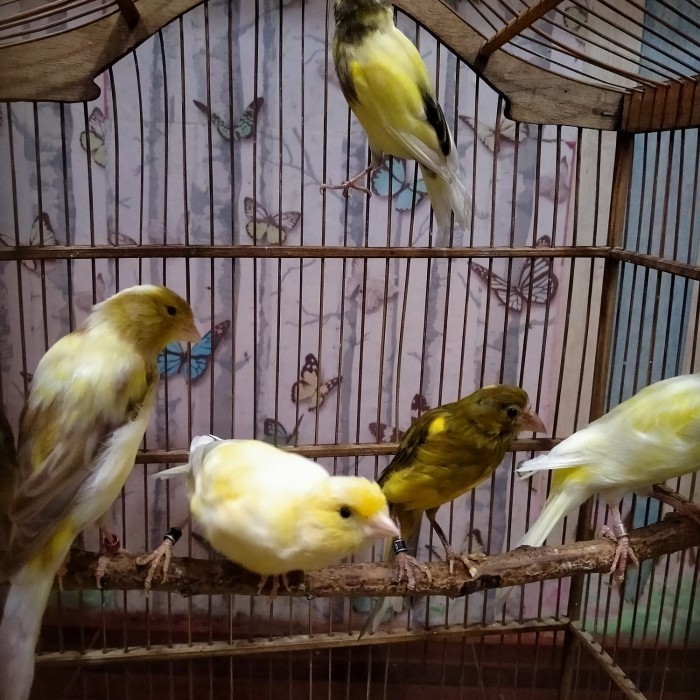 Burung Kenari Hybrid Sf Bb Gibo Frill Betina Siapan Diskon