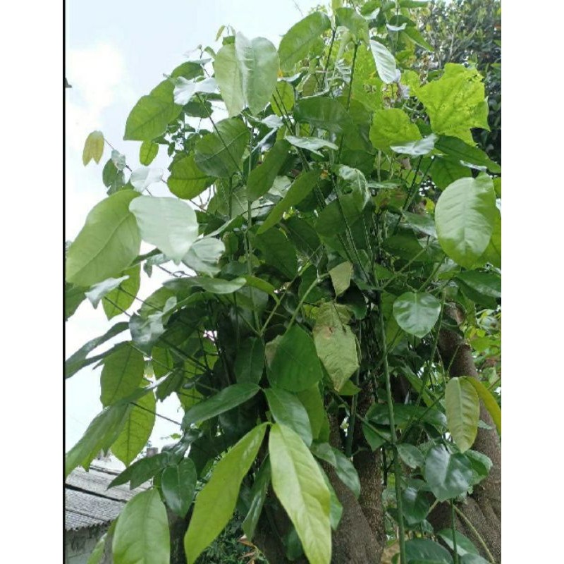 

Daun mlinjo segar / sayur daun mlinjo 100 gram