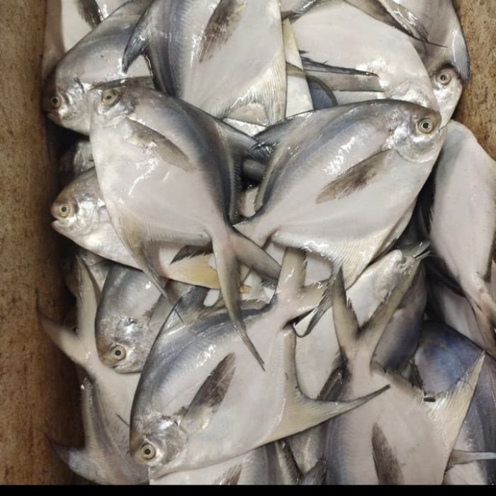 

Ikan Bawal Putih Frozen Size (300-400) Gram Per Kg Isi 3 Ekor