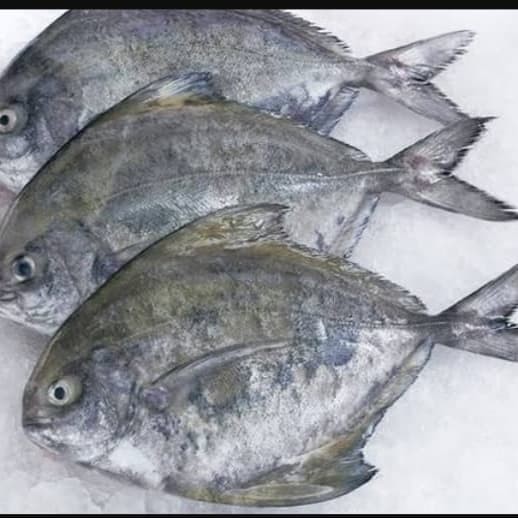 

Ikan Bawal Hitam Segar