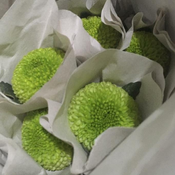 

Terbaru Fresh Cut Pom Flower/Bunga Chrysanthemum Pom Segar Isi 10 Tangkai Best 2024