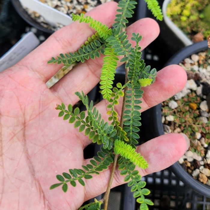 

Biji Operculicarya Hypaenoides Seeds Barangbaru