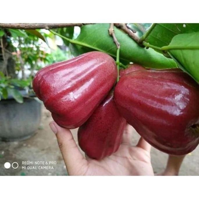 

NEW PRODUK FRESH CANGKOK JAMBU CITRA JUMBO (',') !!!!!