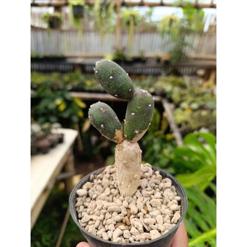 opuntia canterae KAKTUS SUKULEN TANAMAN HIAS