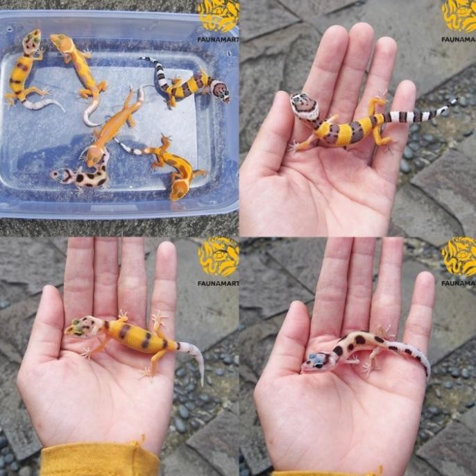 Aksesoris - Leopard Gecko Baby