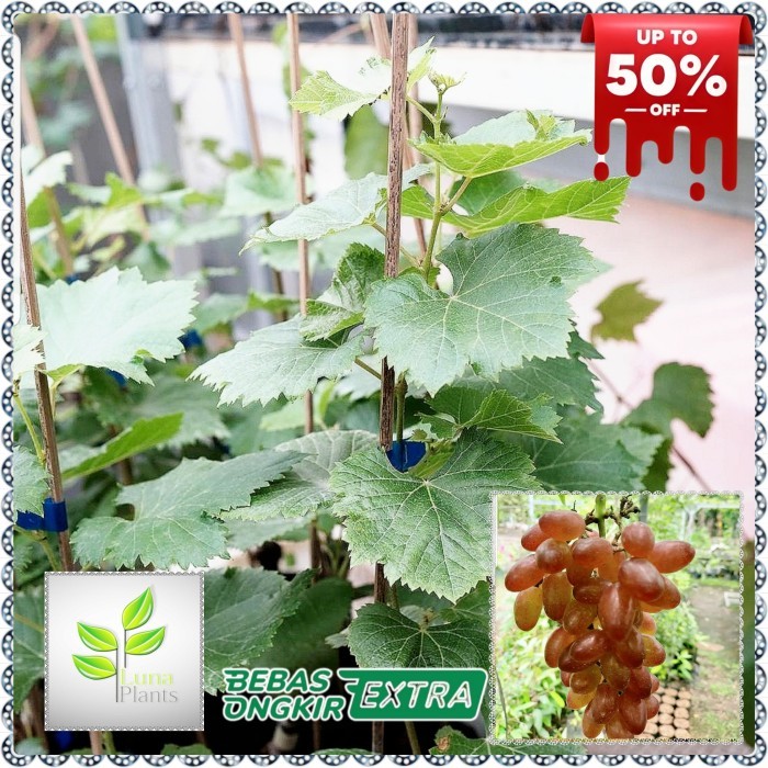 TERUJI bibit buah anggur import - bibit anggur dixon