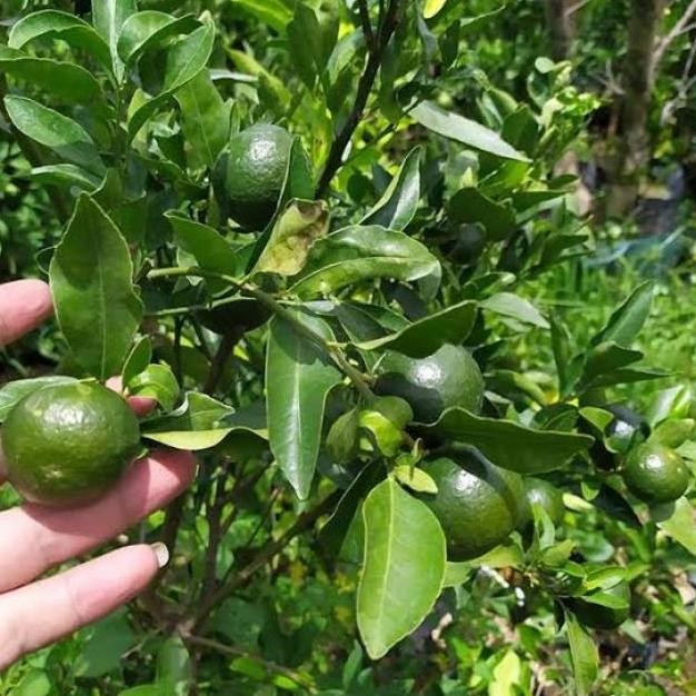 

Bibit jeruk santang siap BERBUAH