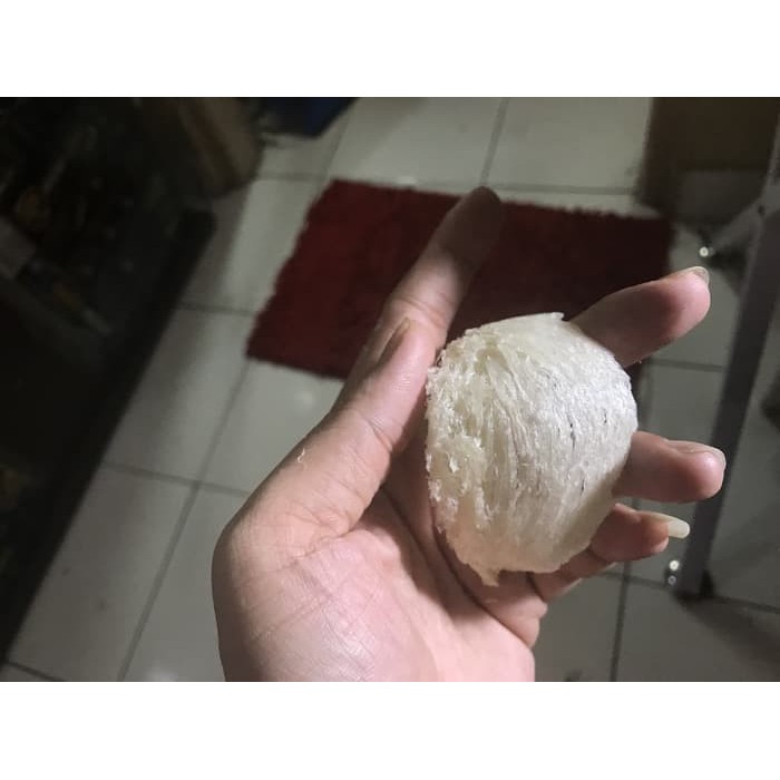 

Sale Sarang Walet Bersih Tanpa Obat Dan Natural 100%